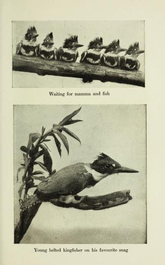 two black and white photographs, one of 6 juvenile kingfishers on a branch, and one of a lone kingfisher on a branch